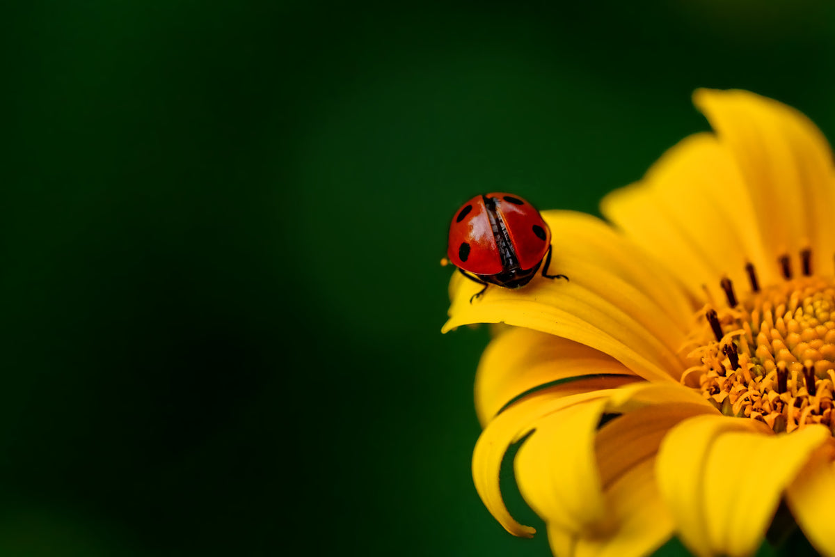 acrylic-print-ladybug-on-the-sunflower