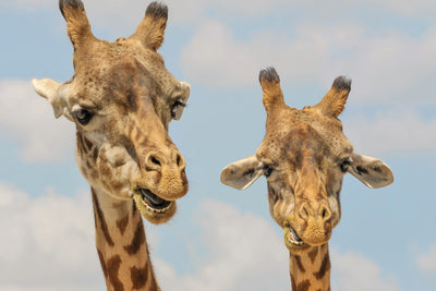 poster-print-2-giraffes