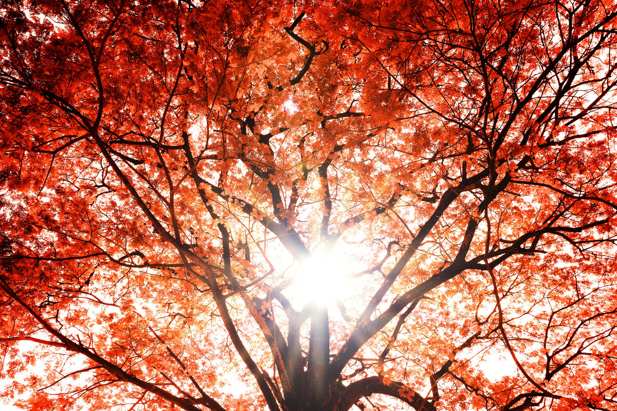 3-piece-canvas-print-light-of-autumn