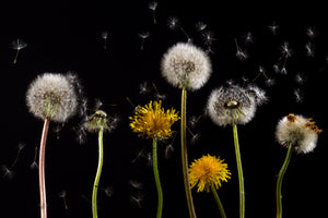 3-piece-acrylic-print-the-phases-of-dandelion