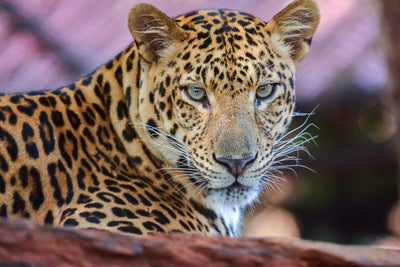 poster-print-leopard