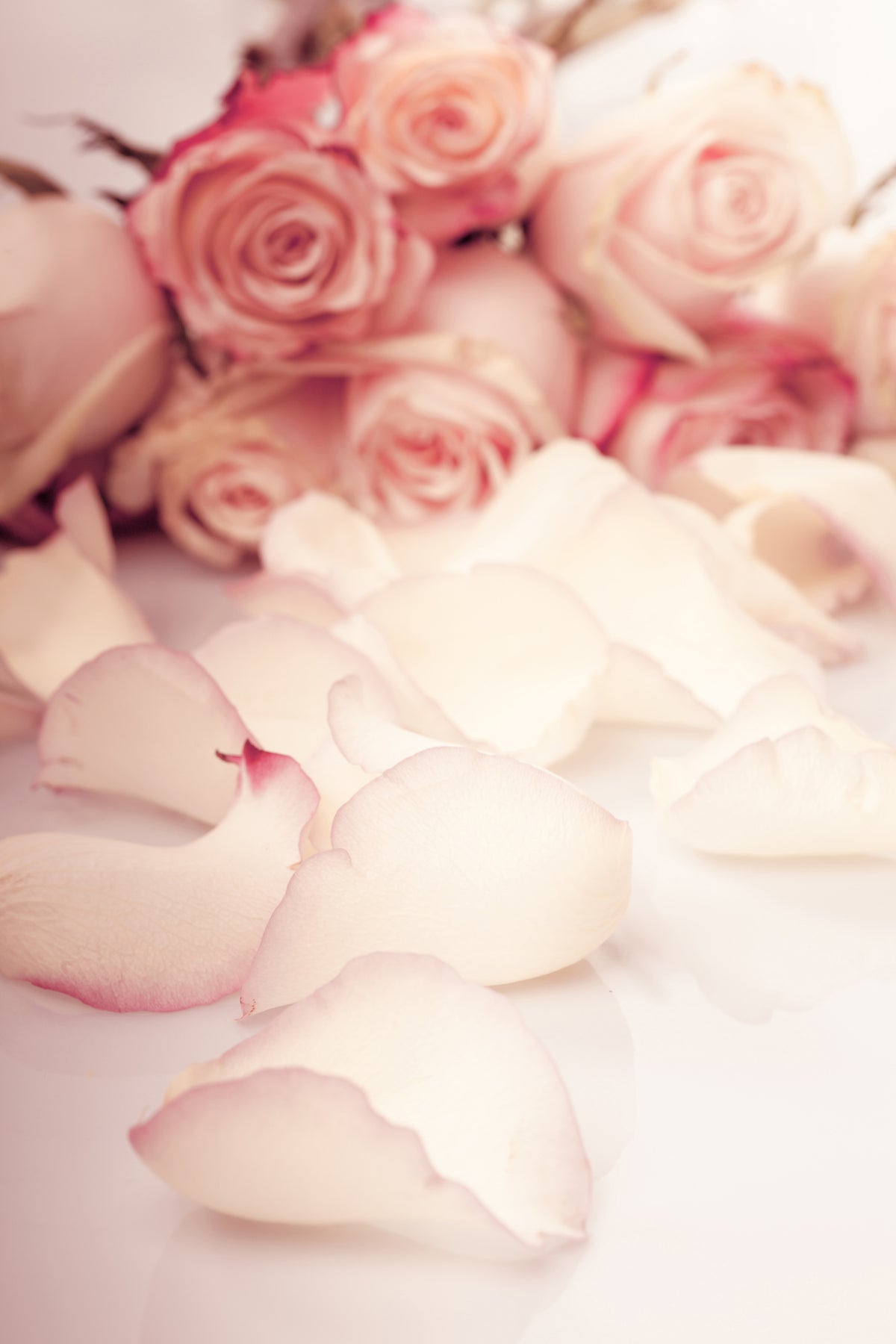 acrylic-print-soft-rose-petals