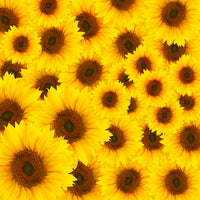 aluminium-print-a-bouquet-sunflower