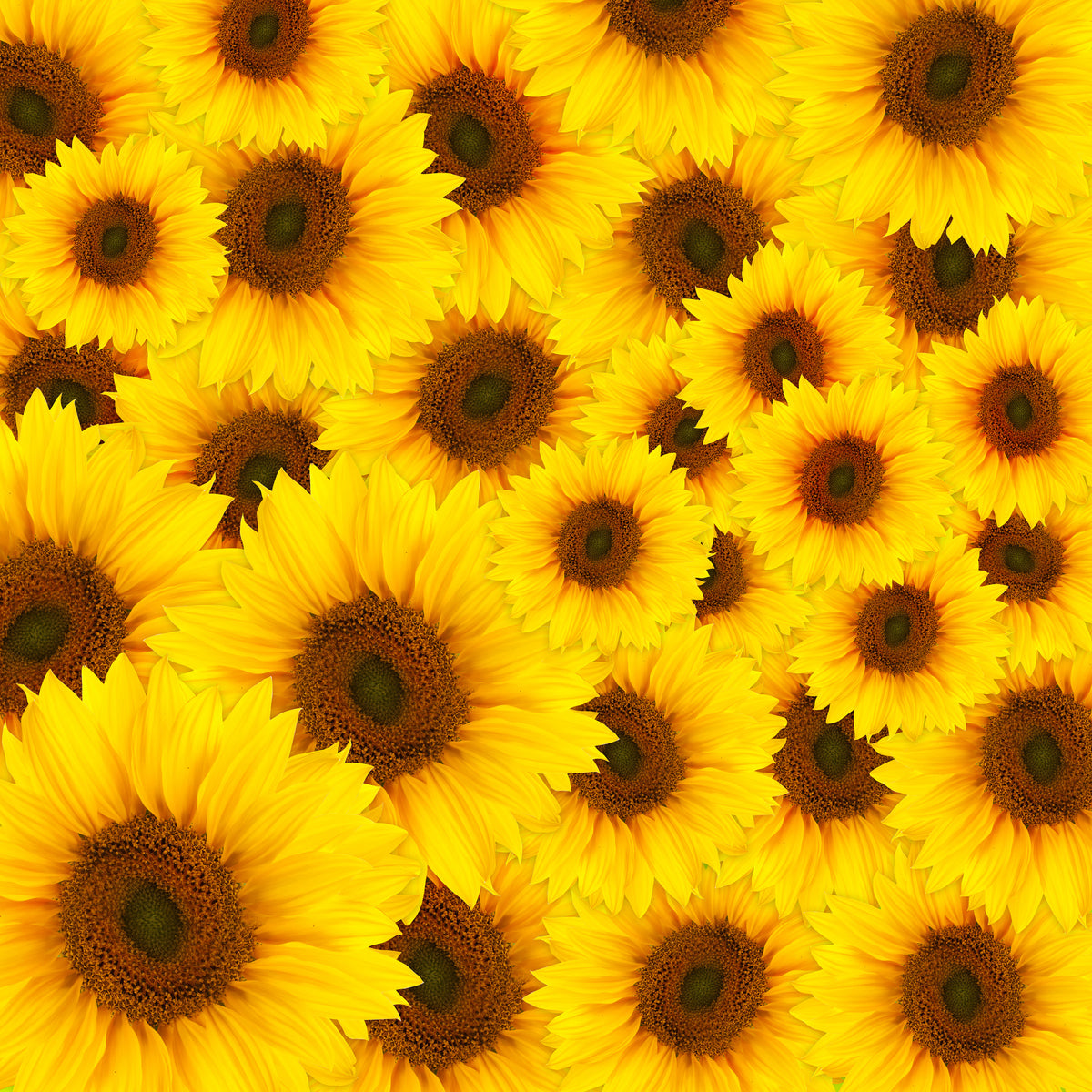aluminium-print-a-bouquet-sunflower