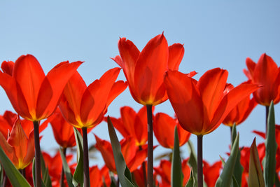 poster-print-red-tulips-xl