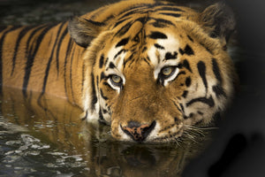 framedcanvas-print-tiger-in-the-water