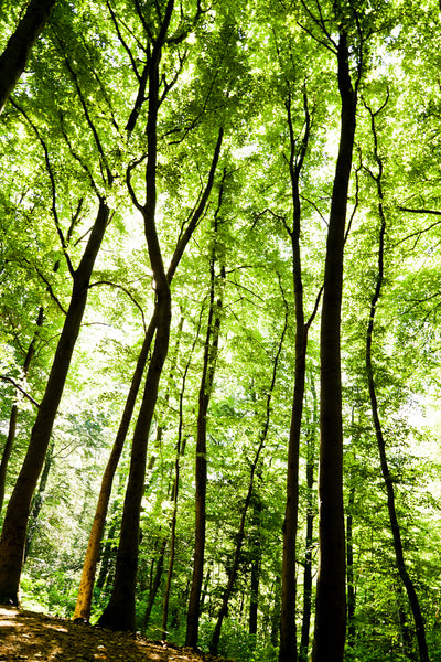 poster-print-forest