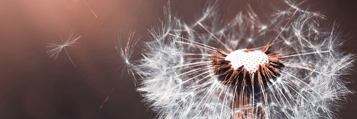 panoramic-3-piece-canvas-print-dandelion-in-the-evening-light-panorama