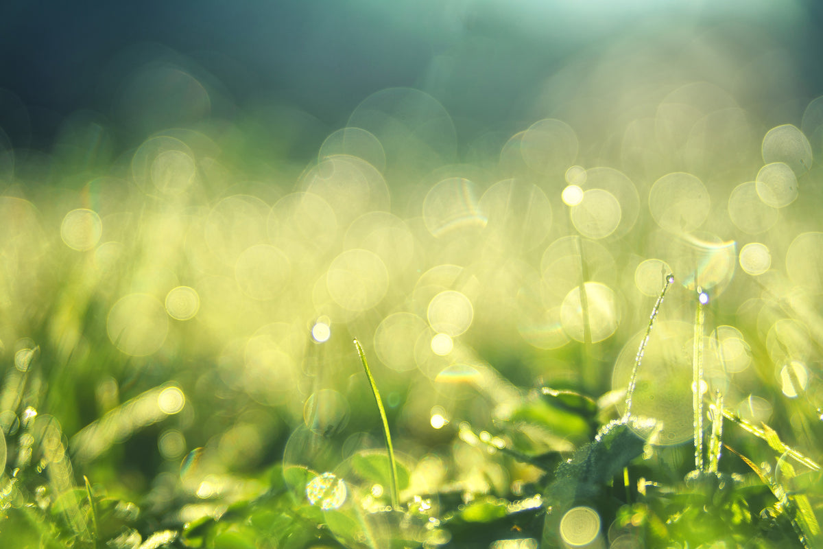 canvas-print-in-the-meadow