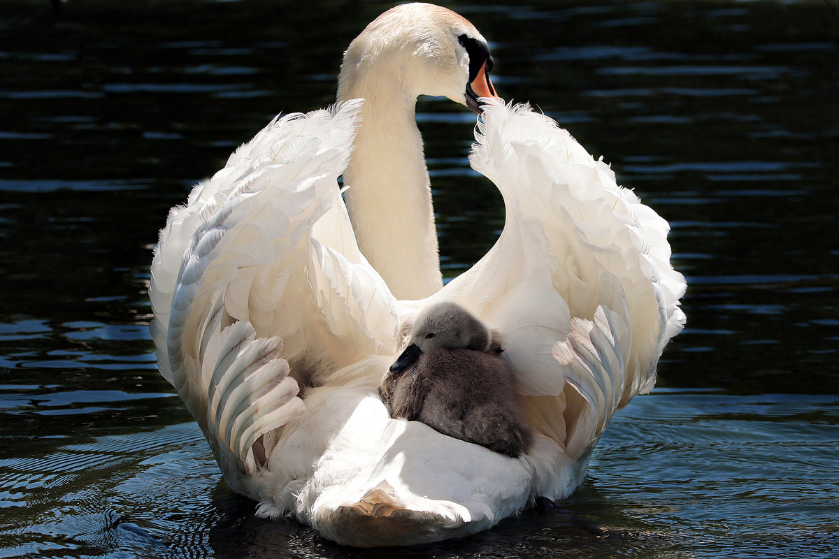 canvas-print-mom-and-baby-swan
