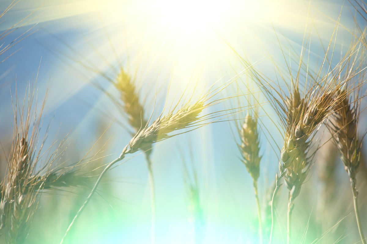 aluminium-print-king-of-cereals