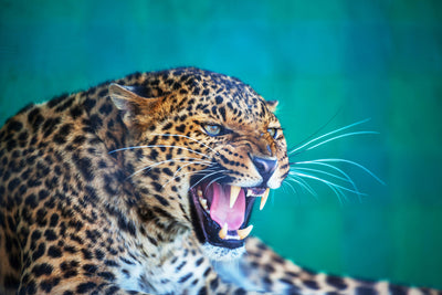 poster-print-attention-leopard