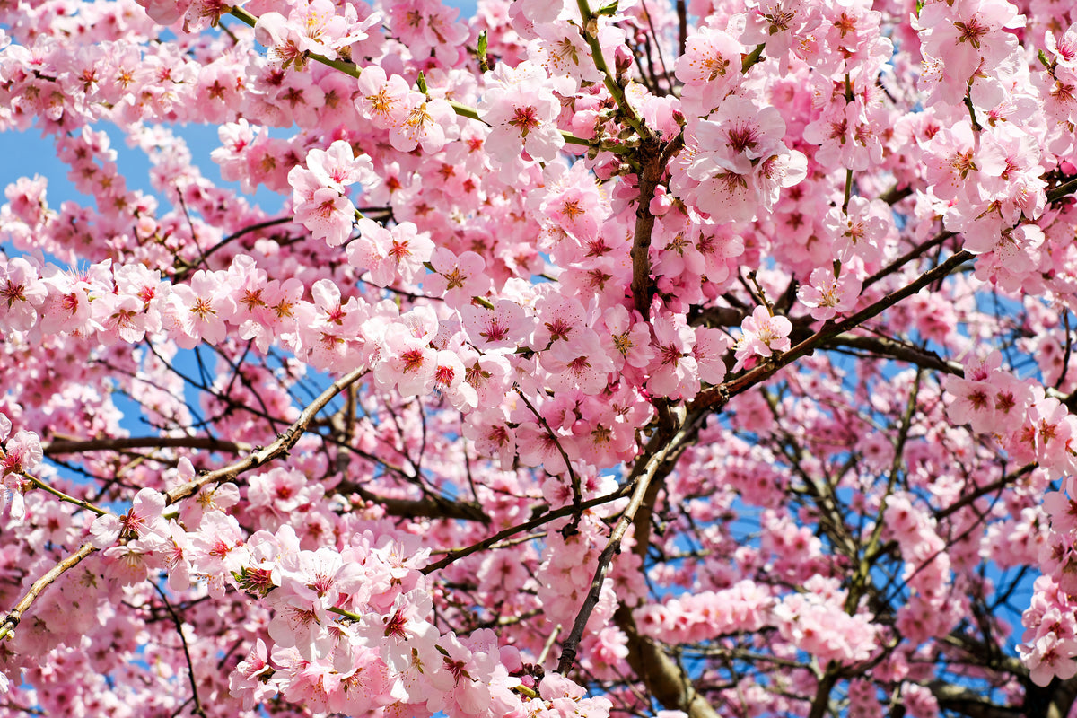 poster-print-wonderful-japanese-cherry