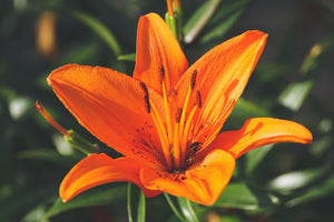 modern-3-piece-acrylic-print-lilies-blossom-in-orange-xl