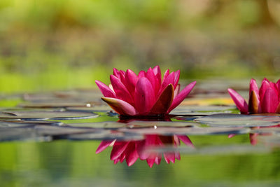 poster-print-red-water-lily-duo