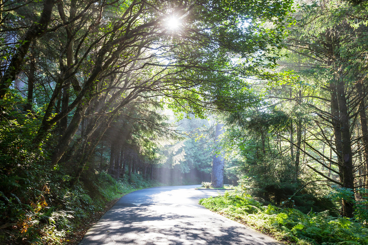 poster-print-sunny-forest-path