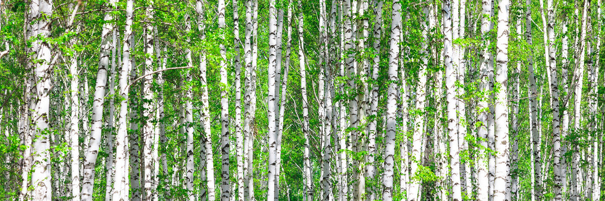 panoramic-3-piece-canvas-print-the-birch-forest-panorama
