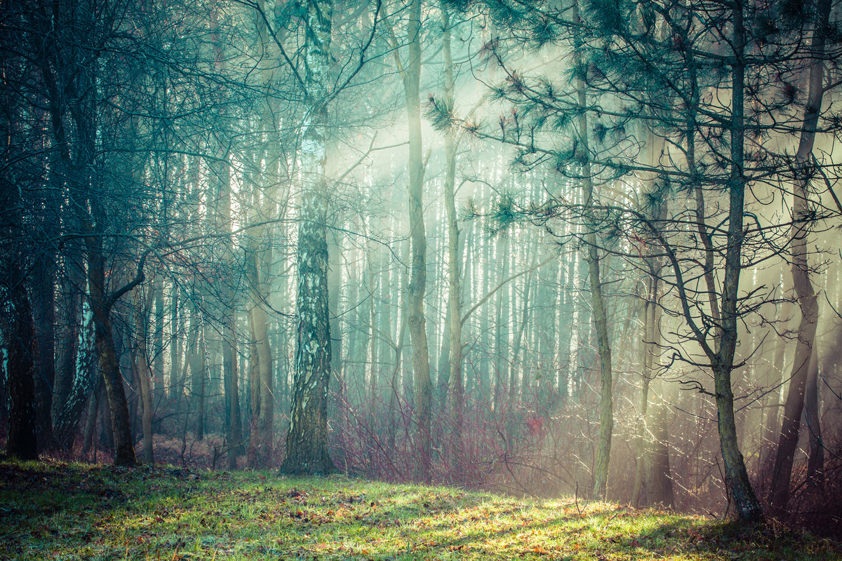 acrylic-print-pinewood