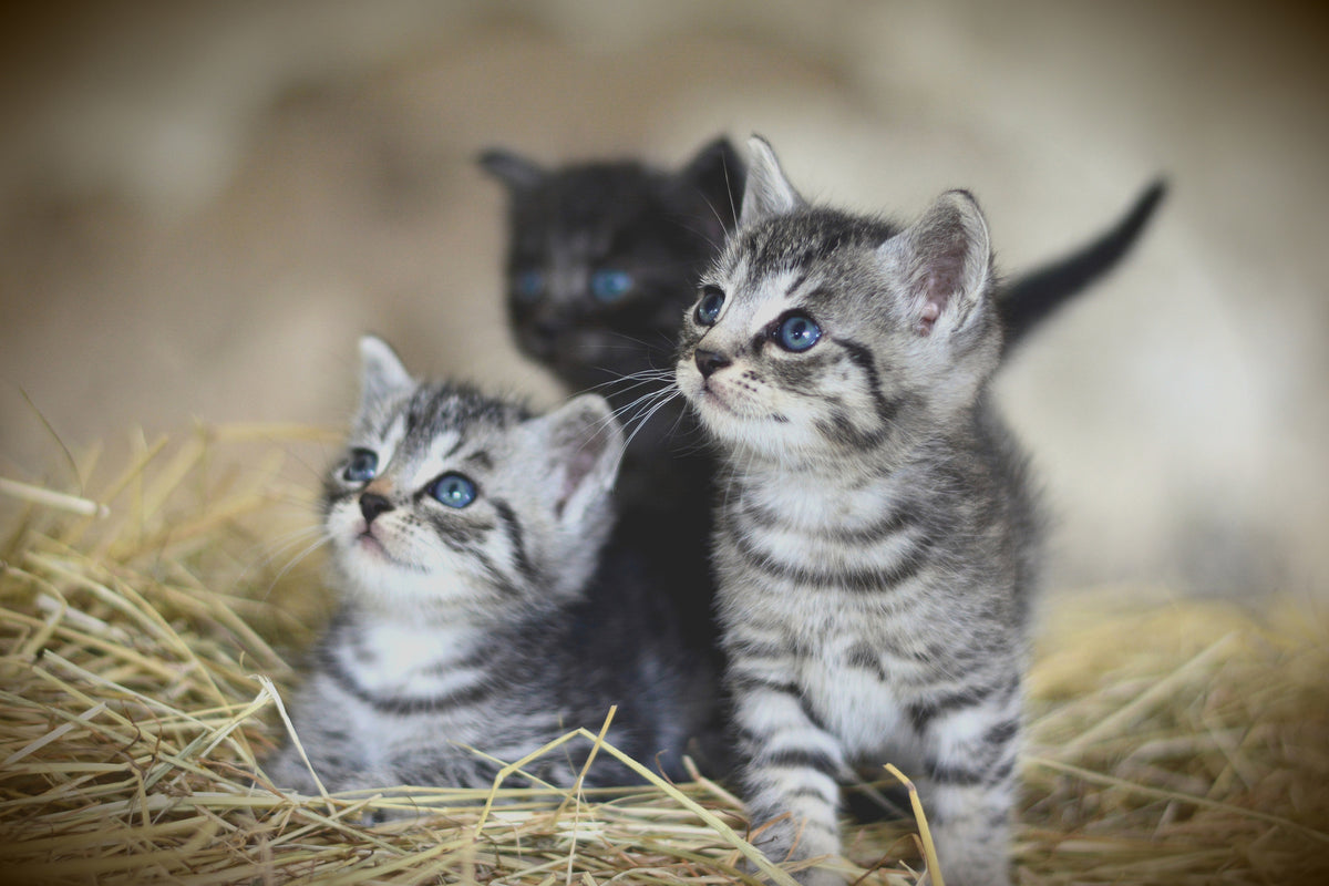aluminium-print-kitten-trio