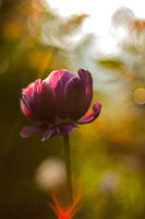 framedcanvas-print-dark-tulips-beauty