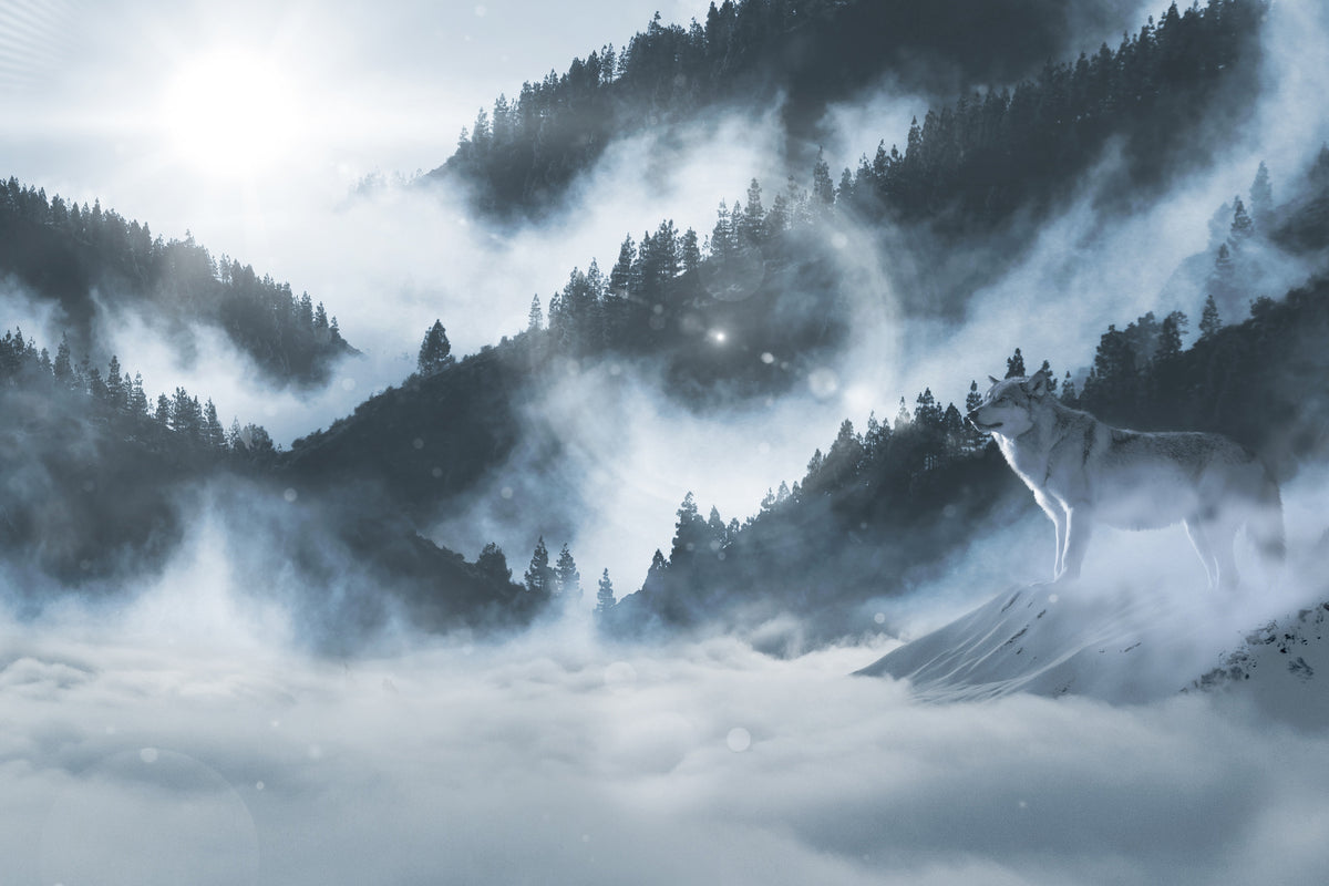 aluminium-print-the-wolf-in-the-woods