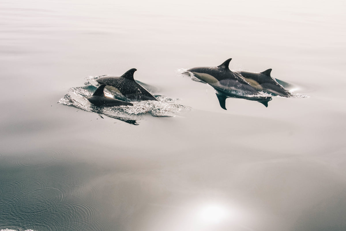 acrylic-print-the-dolphins