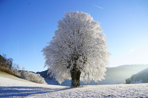 framedcanvas-print-winter-fairy-tale