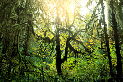 poster-print-dreamy-forest