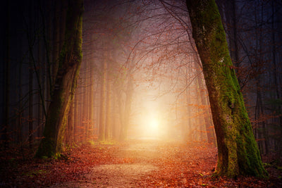 poster-print-autumn-in-the-woods