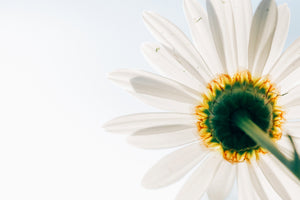 canvas-print-a-daisy