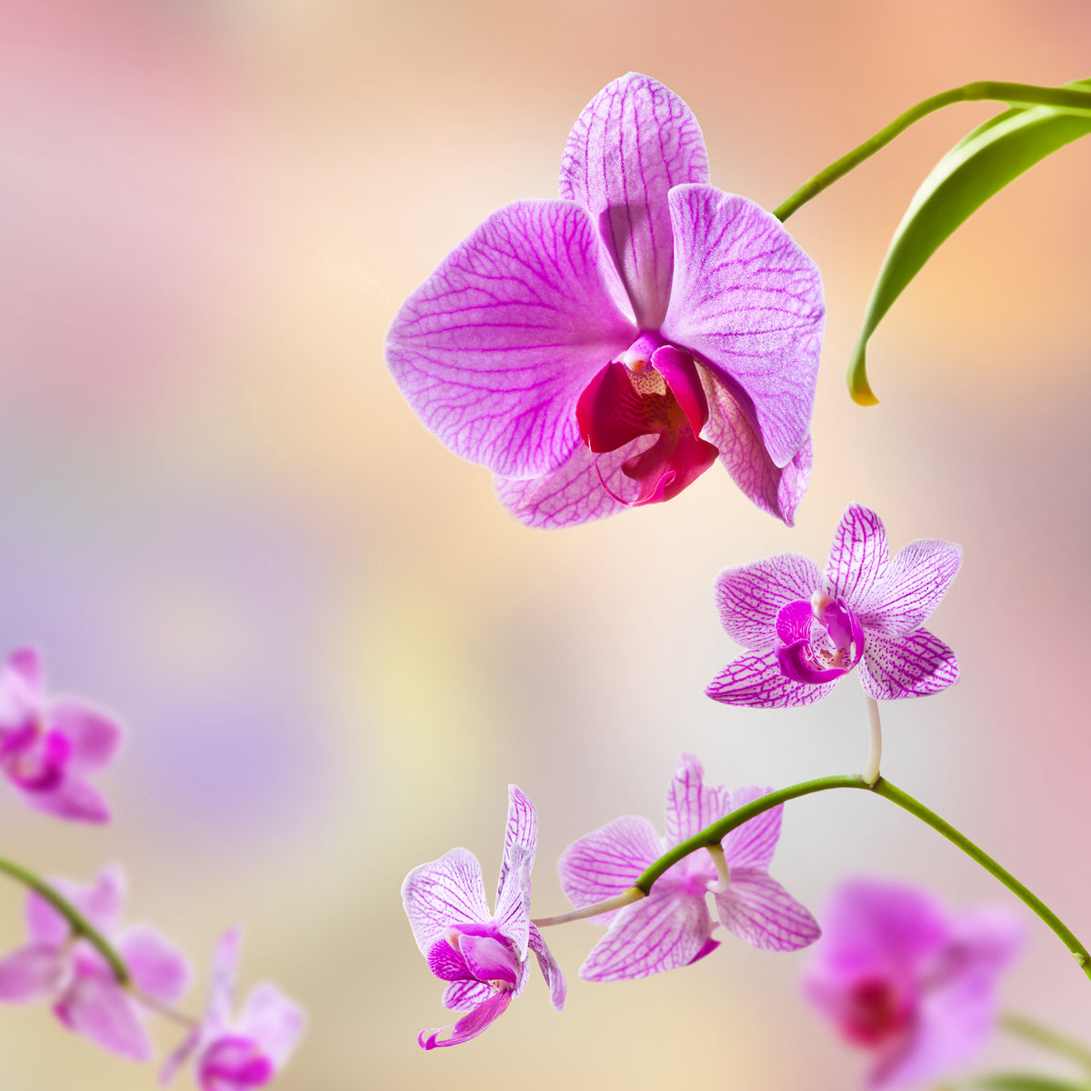 9-piece-canvas-print-romantic-orchids