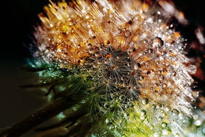 3-piece-canvas-print-dandelion-in-the-morning-dew