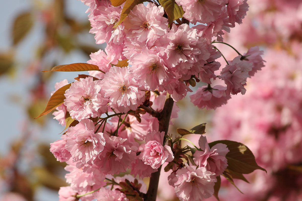 acrylic-print-the-ornamental-cherry