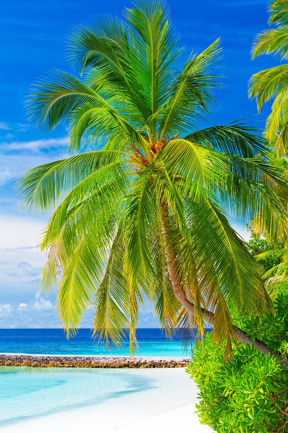 canvas-print-the-palm