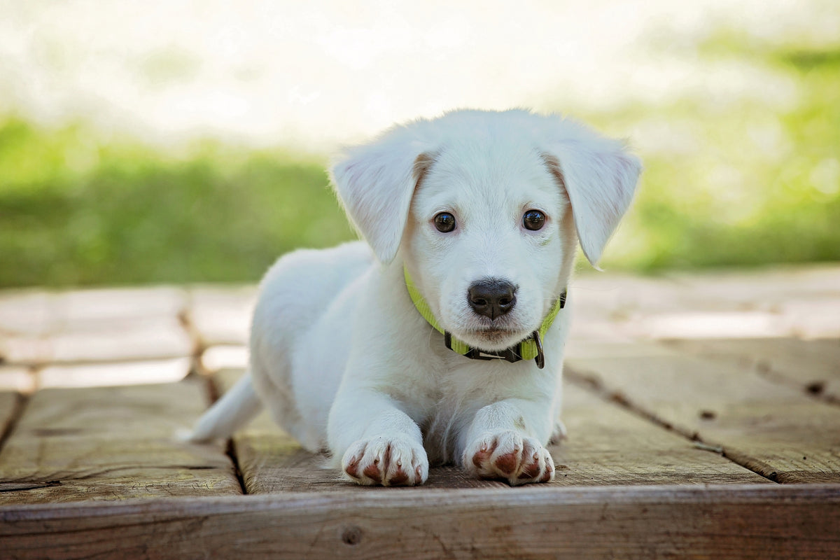 3-piece-acrylic-print-cute-dog-baby