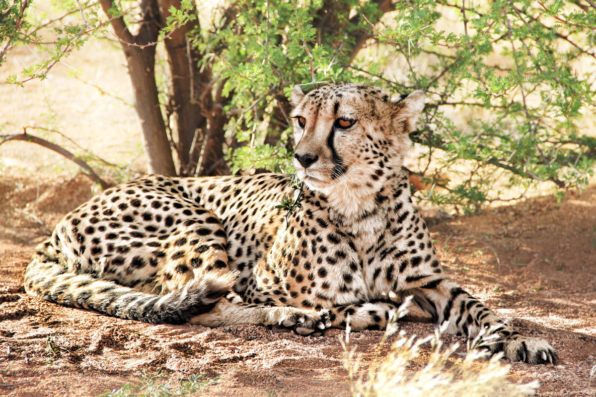 framedcanvas-print-sun-cheetah