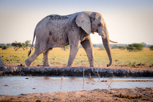 poster-print-elephant-in-the-nature
