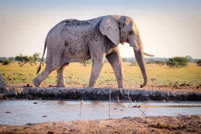 poster-print-elephant-in-the-nature