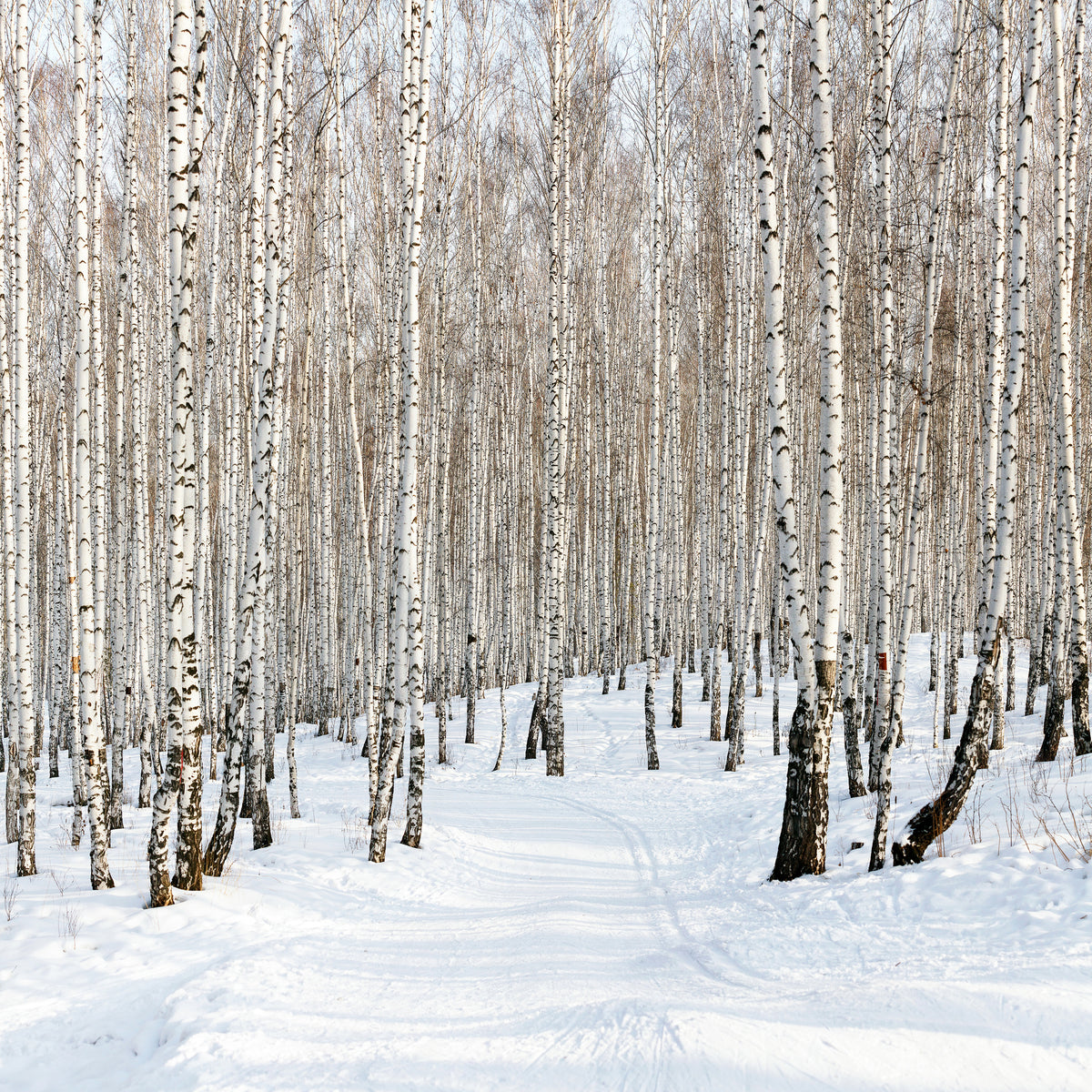 9-piece-canvas-print-birch-forest-tracks-in-snow