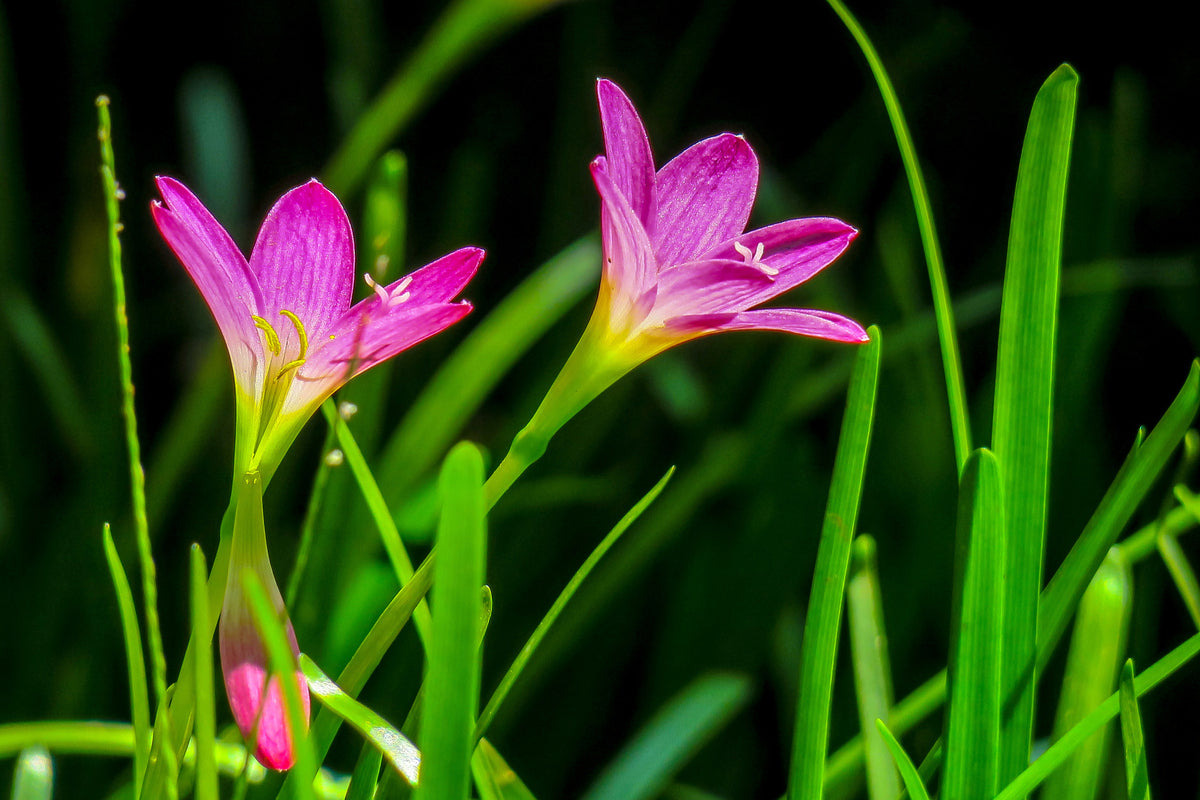 poster-print-flowers-in-nature