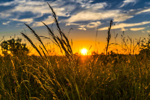 3-piece-canvas-print-the-sunset-on-the-field