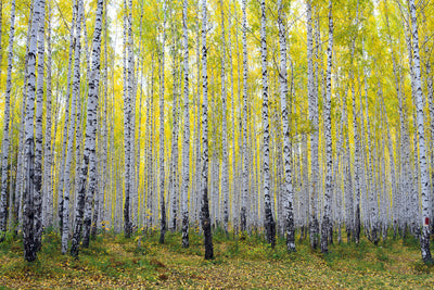 poster-print-autumnal-birch-forest