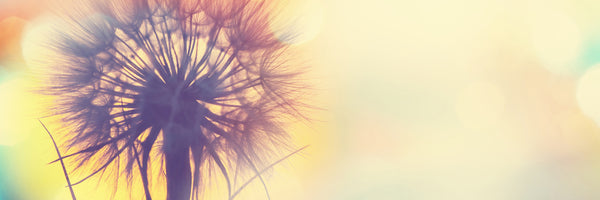 panoramic-aluminium-print-the-dandelion-in-the-light-panorama