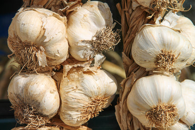 poster-print-the-garlic-xl