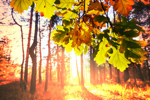 3-piece-aluminium-print-autumn
