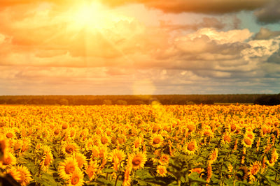 poster-print-golden-light-sunflower