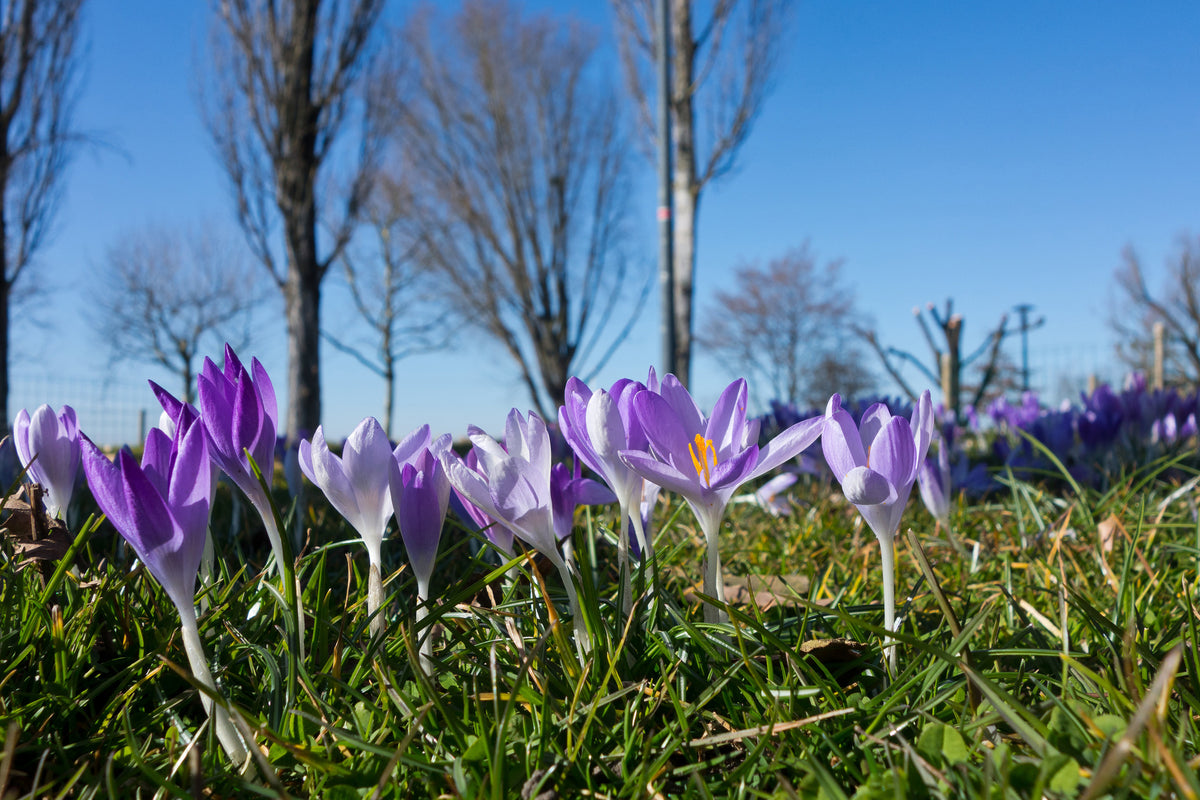 3-piece-aluminium-print-purple-crocus-in-nature