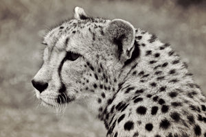 framedposter-print-beautiful-cheetah