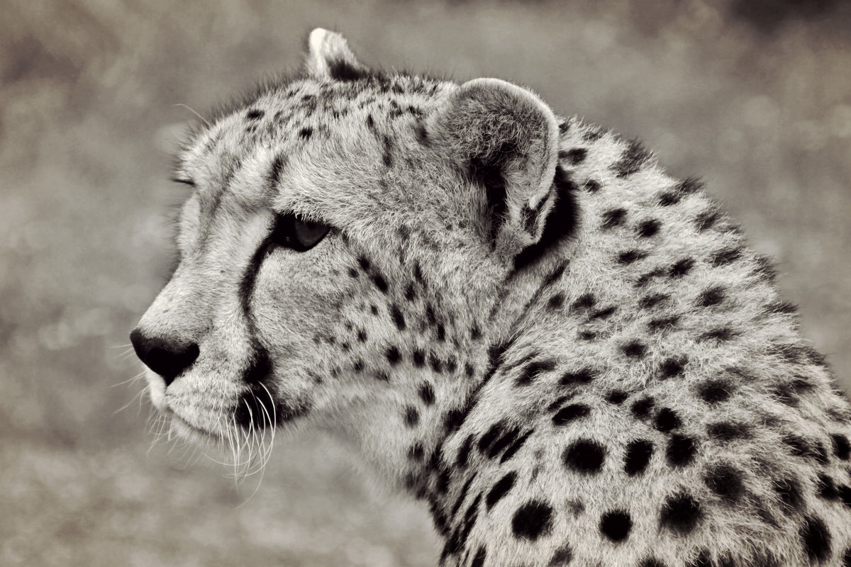 framedposter-print-beautiful-cheetah
