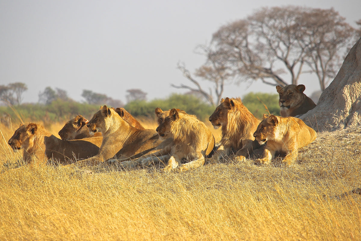 3-piece-canvas-print-lion-family